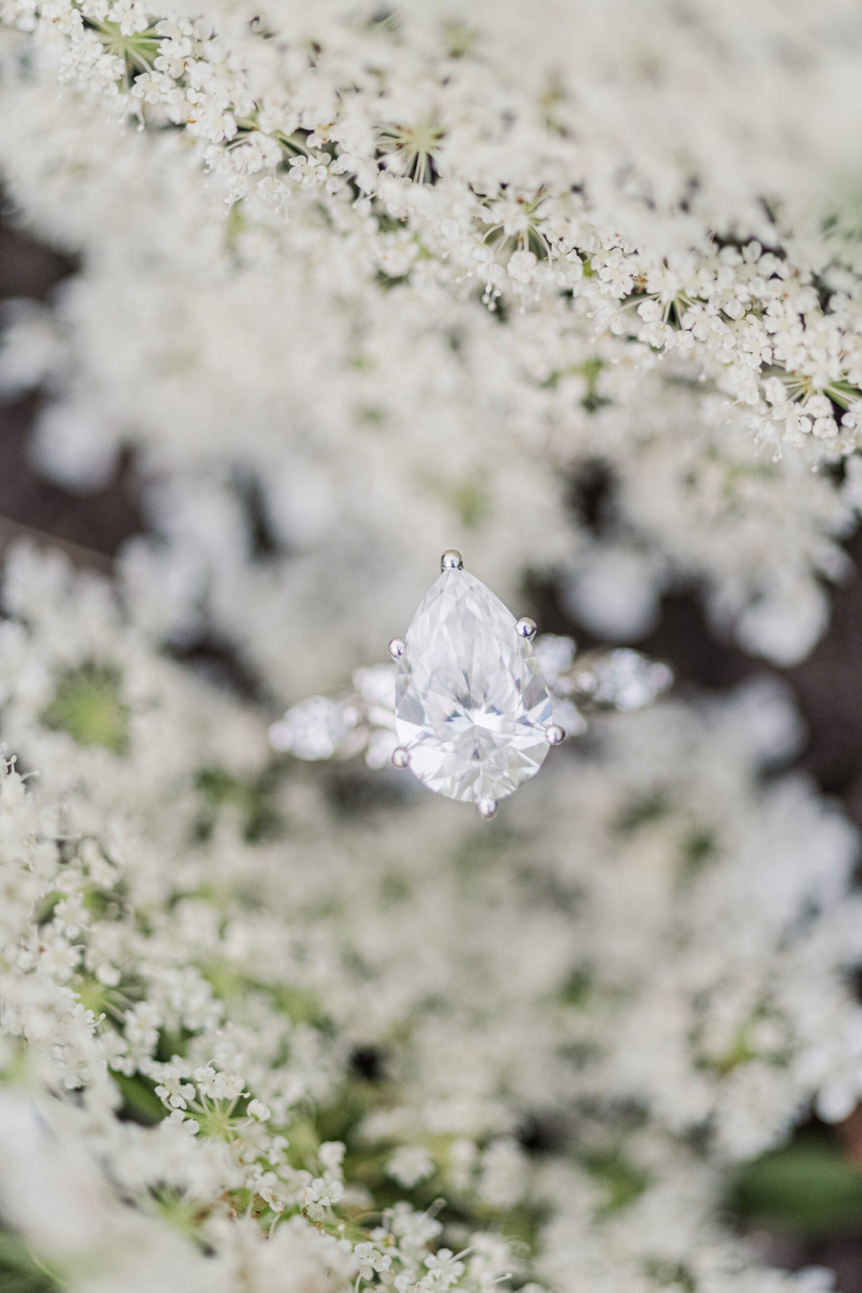 an engagement ring sits on Queen Anne's Lace